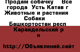 Продам собачку  - Все города, Усть-Катав г. Животные и растения » Собаки   . Башкортостан респ.,Караидельский р-н